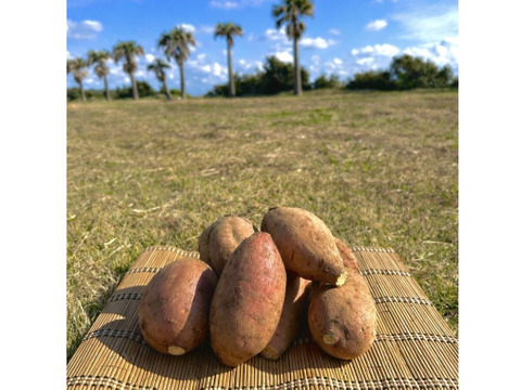種子島産 安納芋 Mサイズ 3kg｜甘くて濃厚🍠｜aimo農園直送