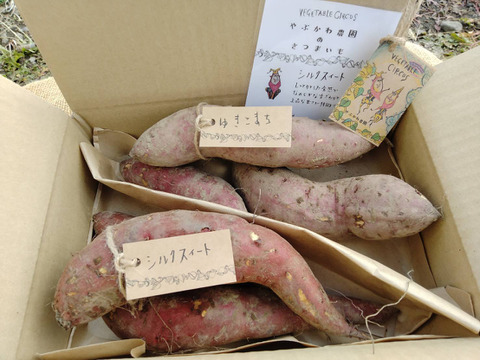 さつまいも食べ比べセット”シルクスィート・ゆきこまち”1.5kg