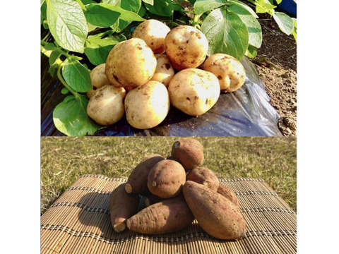 【期間限定】種子島産 新じゃが(M・L・2L)＆熟成安納芋(Sサイズ)｜合計 4kg 旬の味わいセット🍠🥔