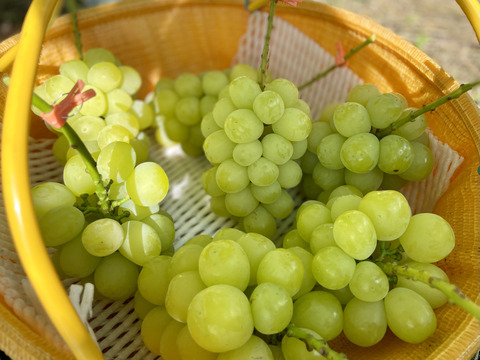 【贈答にも】シャイン一族食べ比べ（希少なサンシャインレッド・マスカサーティーン入り）