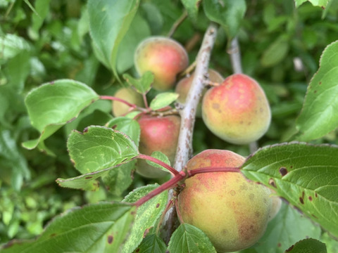 まじりっけなし！自然栽培の梅干用『南高梅』2kg