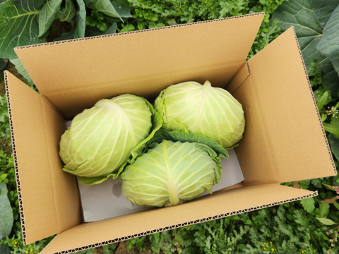 寒さであまい！冬キャベツ【銀次郎】3玉