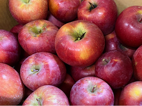 【サステナりんご】お試し「サンふじ」見切り品3キロ☆加工にイチオシ！簡易包装でお試し用にも〜※化学合成農薬約60％削減