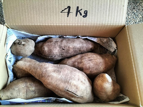 【自然栽培】シャキシャキのヤーコン　４ｋｇ（亀裂あり）