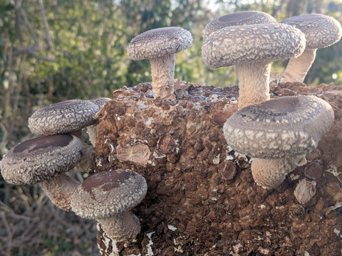 【母の日ギフト】 幸せの青い卵「下田ブルー」４パック、「下田しいたけ」800ｇセット