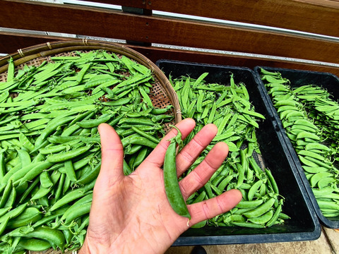 採りたて直送！！絹さや＆スナップエンドウ500g