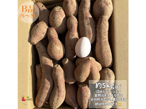【期間限定】種子島産 新じゃが(S・M・L)＆熟成安納芋B品(S〜Mサイズ)｜合計 10kg 旬の味わいセット🍠🥔