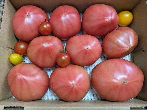 【 100％純トマト🍅】【雪ちゃんトマト】桃太郎トマト（2キロ箱満杯詰め）