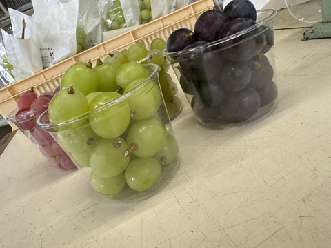 【訳あり】藤稔・紅義・白峰・シャイン マスカット・粒パック300ｇ×4個（藤稔×1・紅義×1・白峰×1・シャインマスカット×1）