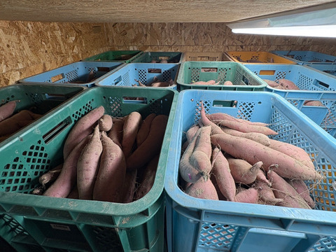 鳥取大山の麓　紅はるか5kg(大小詰め合わせ) 　女性のパワーで大地を彩る