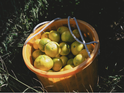 愛媛みかんの老舗厳選『極早生みかん 5.5kg』愛媛県川上産
