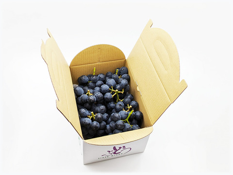 【2025最終・すぐ発送】小粒のナガノパープル約1.5kg(5×10房）規格外※信州の環境にやさしい農産物50％節減（長野県認証）