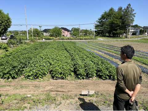 初収穫 寄居発 華麗じゃが芋 5kg しっとり品種