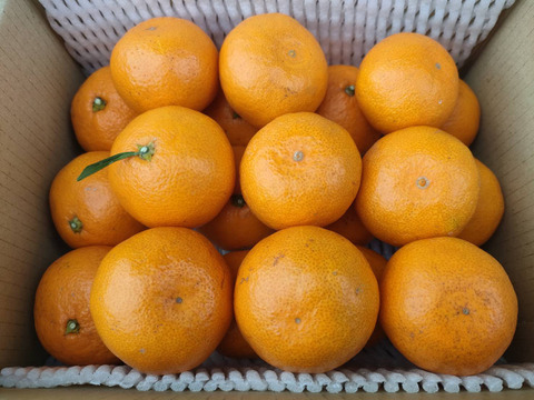 【A級品/2kg】化学農薬不使用！幻のブランド”高根島みかん”。とろける贅沢な旨味が自慢です♪