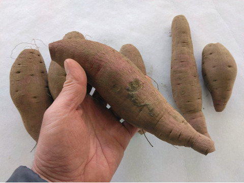 1.5kg⭐️完熟⭐️紅はるか⭐️幸せな甘み⭐️《今が買い時！》ちょっと訳あり