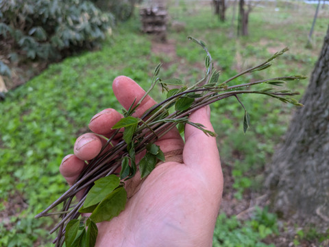 旬の山菜2000円セット