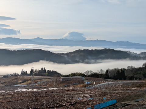 「牧丘天空の丘クイーンニーナ」 約1kg(2～3房)10 月1日～発送