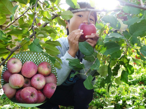 【毎日の食卓に】生食もOK！加工用サンふじ5キロ箱【葉とらず】JA基準より60％減の低農薬栽培
