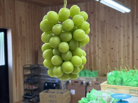 【クール便】山梨県産ぶどう【シャインマスカット】1kg〜1.2kg前後(2〜3房) 種なし