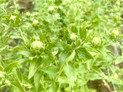【12本】ベニバナ　〜紅色染料や食用油の原料として有名〜ドライフラワーにも。