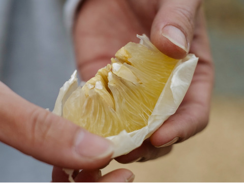 弾けるシャキッと食感【完熟】文旦 3kg【家庭用】