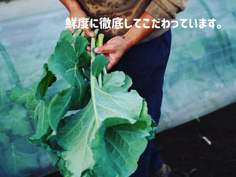 【お買い得】農薬・化学肥料不使用栽培のケール【2ｋｇ 2500円】