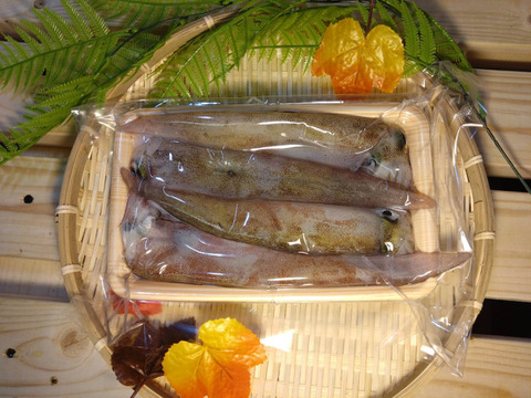 【墨袋除去済み】青森県産ヤリイカ500g｜真空冷凍・家庭用