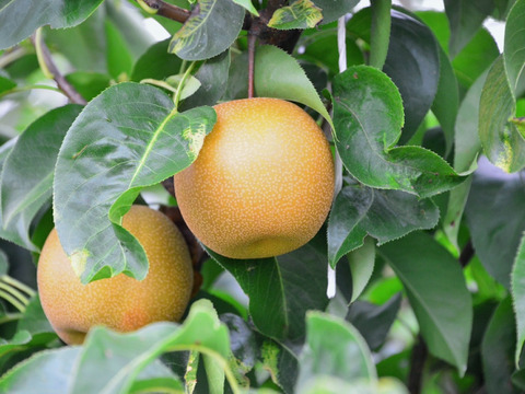 【樹上完熟】南国土佐 完熟新高梨２ｋｇ（４〜６玉）ご家庭用 農薬不使用 自然栽培 四万十産