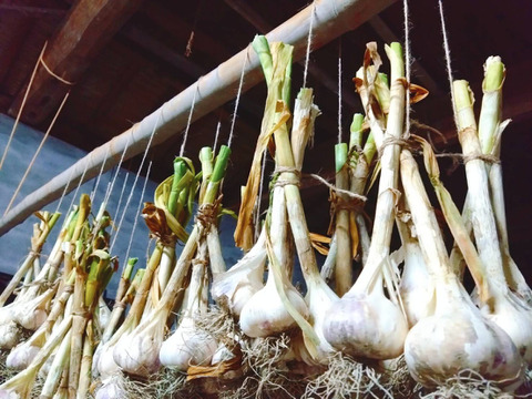 農薬化学肥料不使用】里山の平戸ニンニク 昔ながらの自然乾燥 500g