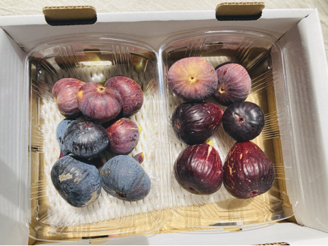 【秋の味覚を満喫！】農薬不使用　いちじく詰め合わせ(約600g)、とことん農薬節減シャインマスカット(約800g)