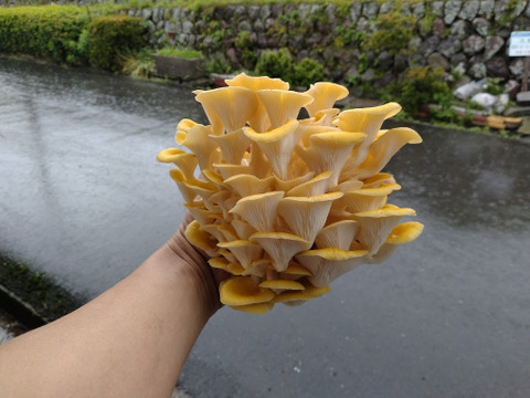 丸太栽培　原木タモギタケ