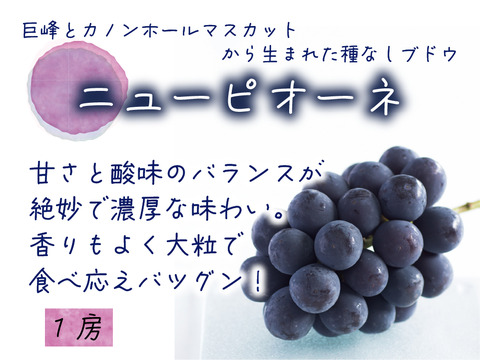 花笑み農園　岡山のピオーネ＆シャインマスカット1kg【9/18～順次発送】PS-1