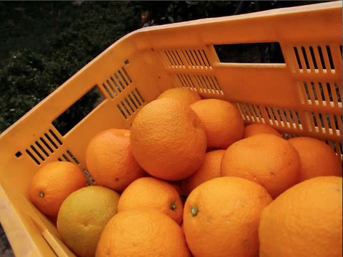 せとうちの島育ち！ えひめ中島いよかん 10kg