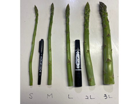 ✩.*˚北海道産 800g M～2Lサイズ アスパラ！✩.*˚