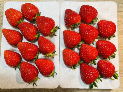 【いちごの里・吉見町産・土耕いちご】埼玉2大ブランド｜あまりん×べにたま｜朝採れ 500g