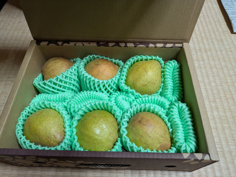 【毎年完売感謝】 【2025年度先行予約】 幻の品種 数量限定販売！秀品 ラネージュ！ 約2㎏ 6玉～10玉 山形県産 RNE01-01-01