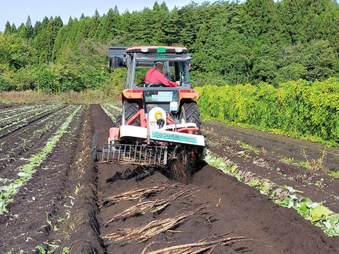 【使い切りセット】洗いネバリスター1kg＆洗いごぼう500g｜とろろ・きんぴらに