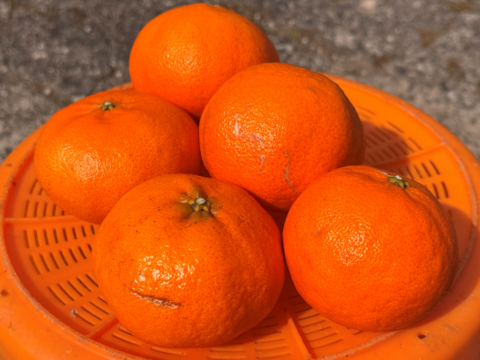 【贈答用】甘平《秀品 2kg》柑橘史上トップクラスの甘さ×“シャキッと食感”｜愛媛・西宇和産