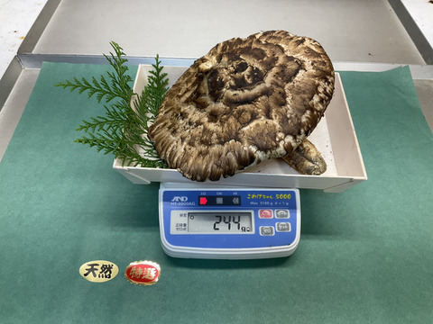 秋の味覚の王様】松茸/マツタケ/まつたけ/純国産/開き/244g【香爆発