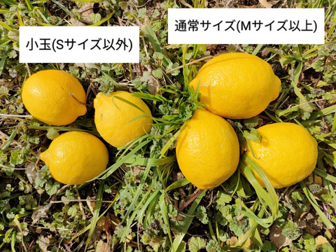 【小玉】B級品・1kg　瀬戸田産レモン