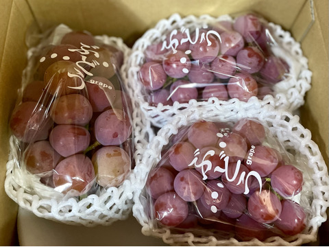 【ご自宅用・農園イチ押し！】クイーンニーナ1.2kg箱 ピンクの可愛いレア品種（農園内人気No.1）