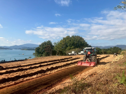 皮ごとどうぞ！瀬戸内の太陽を浴びた広島県産グリーンレモン「璃の香」(3kg/約21~30個)