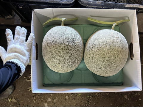 特大サイズ！赤肉メロン『富良野ミルキーメロン』1玉（約2.7kg）【発送7月下旬～】
