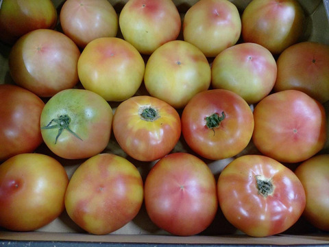 次期作予定のプリマドンナの訳あり
2Ｌ（18〜20入）以上