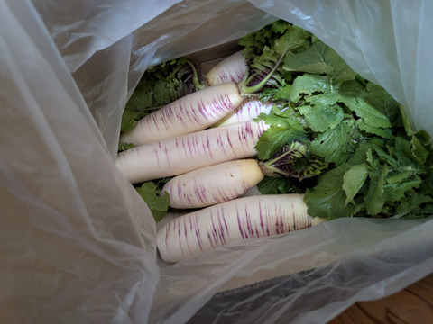 【緻密な肉質】自然栽培 会津赤筋大根 訳あり品 4.5kg~5kg