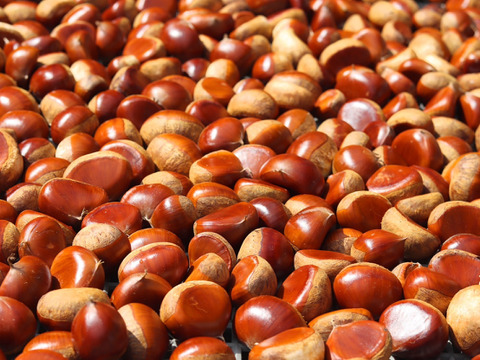 【真空パック詰め】冷凍むき和栗６００ｇ 農薬不使用 自然栽培 四万十産