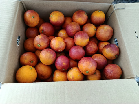 樹上完熟ブラッドオレンジ：モロ、農薬不使用栽培、宇和島段畑そだち（2kg/箱）