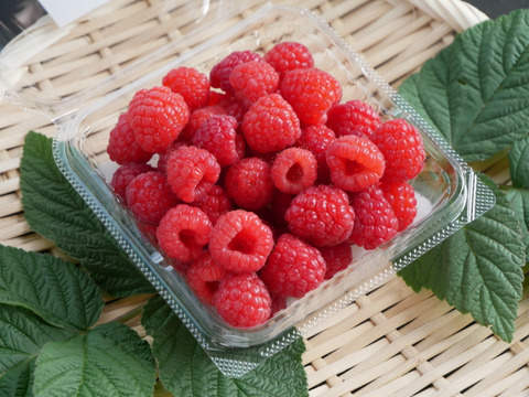 ６月限定販売！神奈川県産フレッシュラズベリー150g