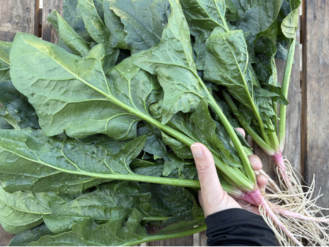 1kg｜信州産｜根っこそのまま！元気な春の露地ほうれん草