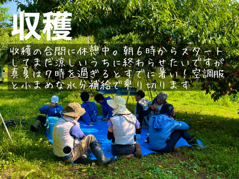 【贈答用】夏を先取り！６月下旬～７月中旬の岡山の桃 ６～７玉